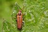 Cantharis terminata